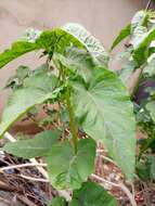 Слика од Ipomoea carnea Jacq.