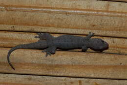 Image of Common Four-clawed Gecko