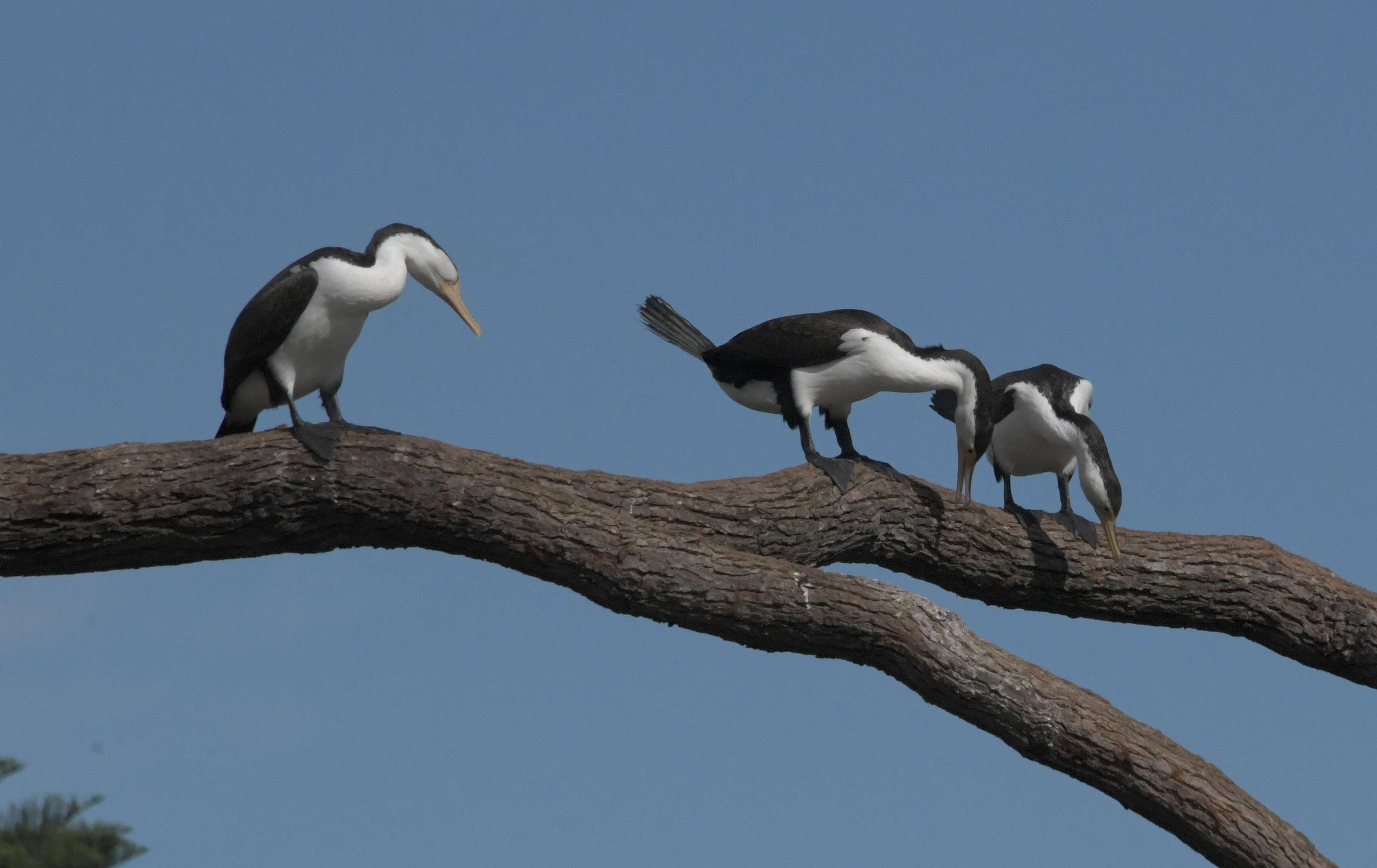 Image of Australian Pied Cormorant