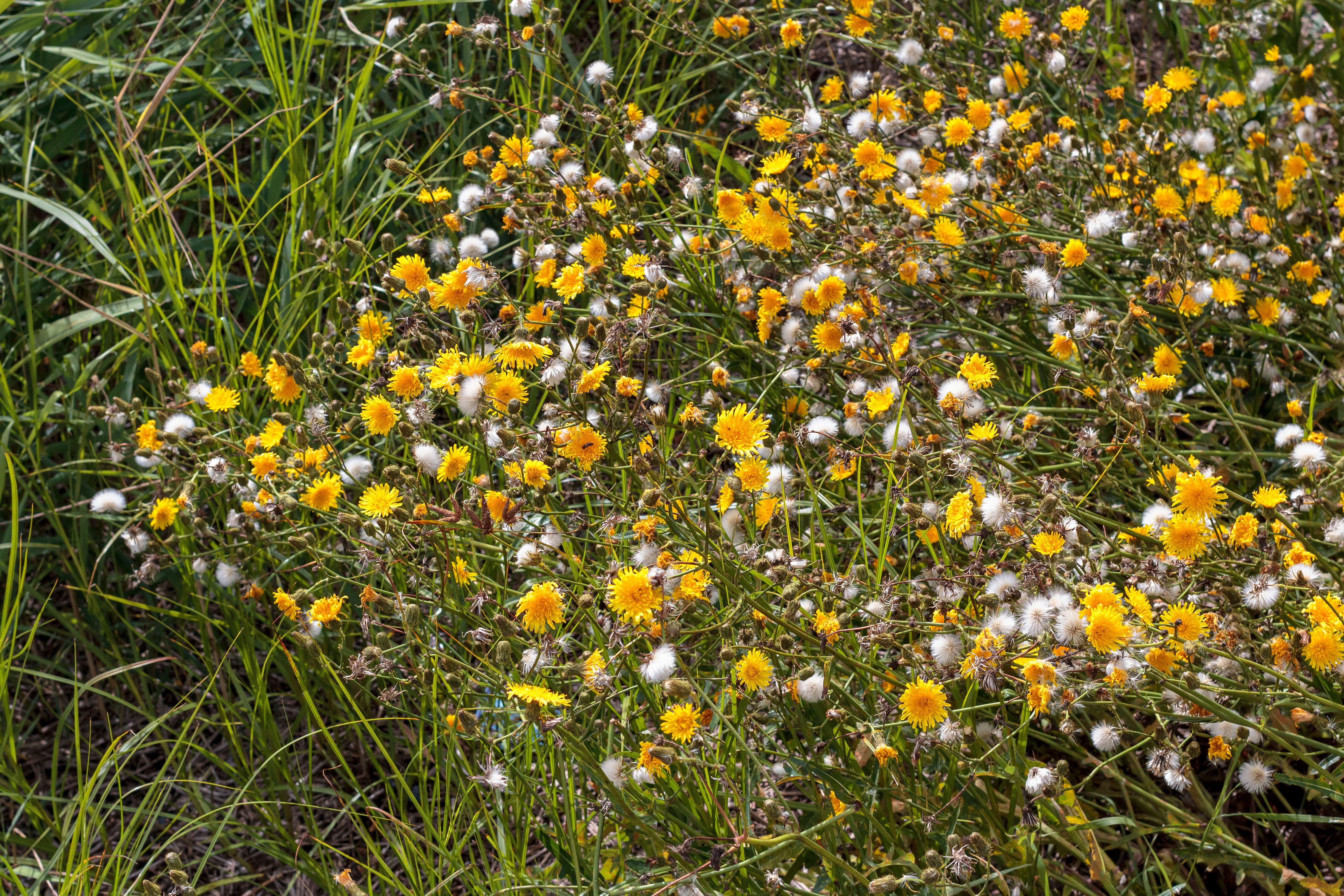 Plancia ëd Sonchus arvensis L.