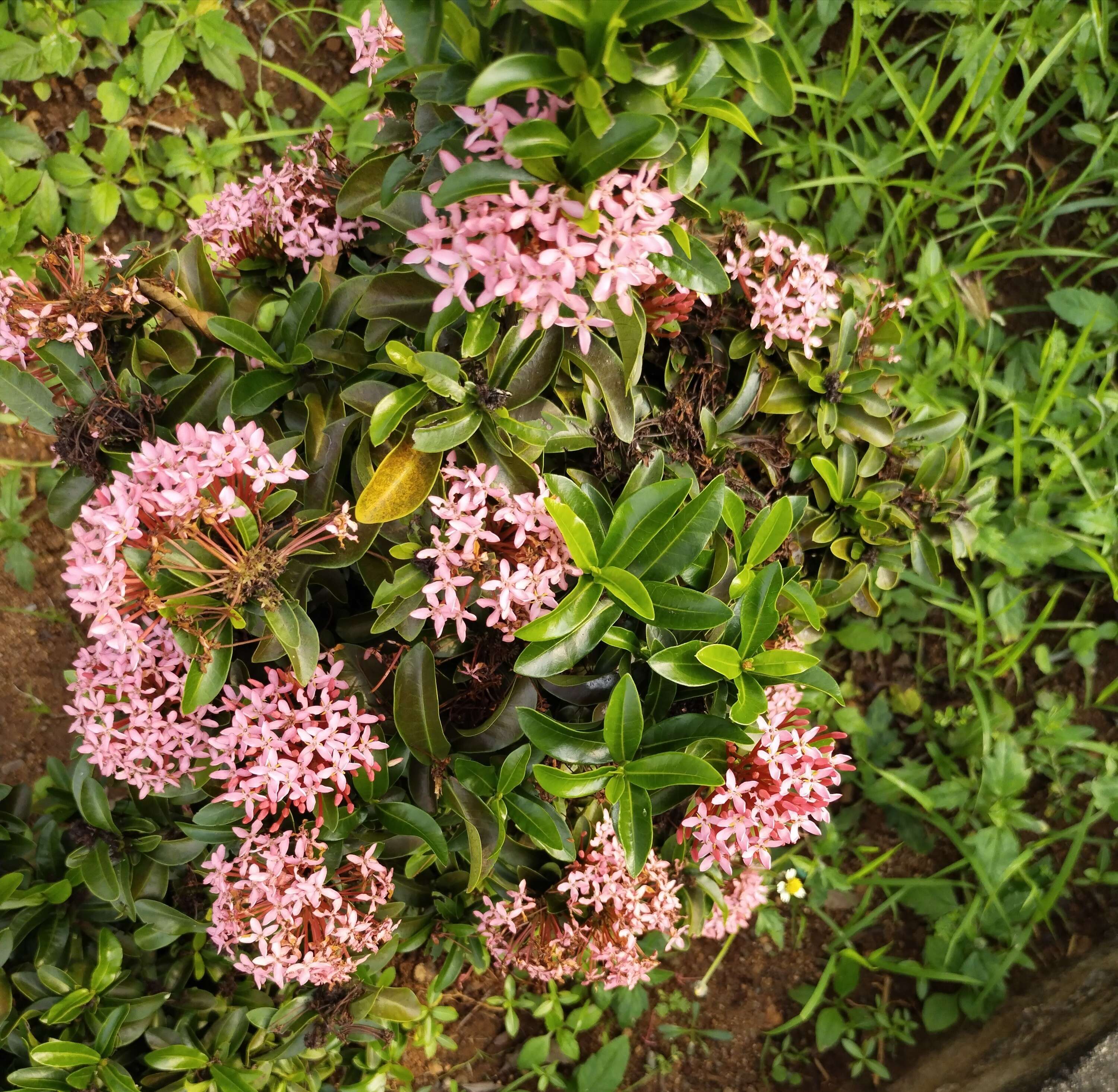 Image of ixora