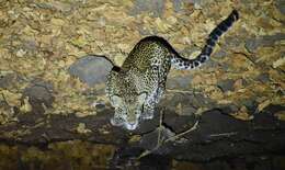 Image of Javan leopard