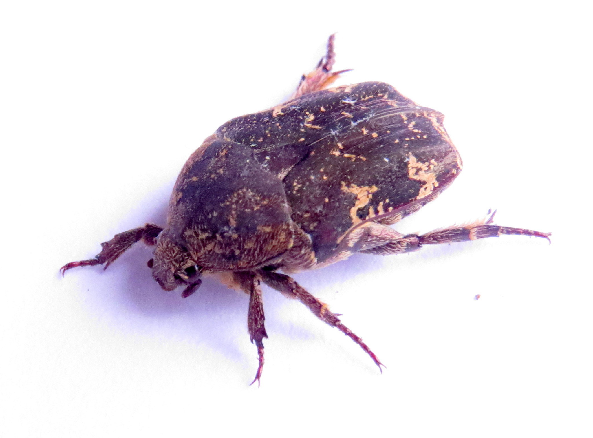 Image of Asian mango flower beetle