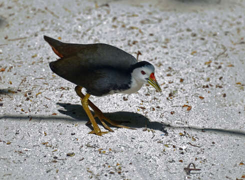 Image of White-breasted Waterhen