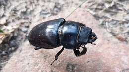 Image of Stag beetle