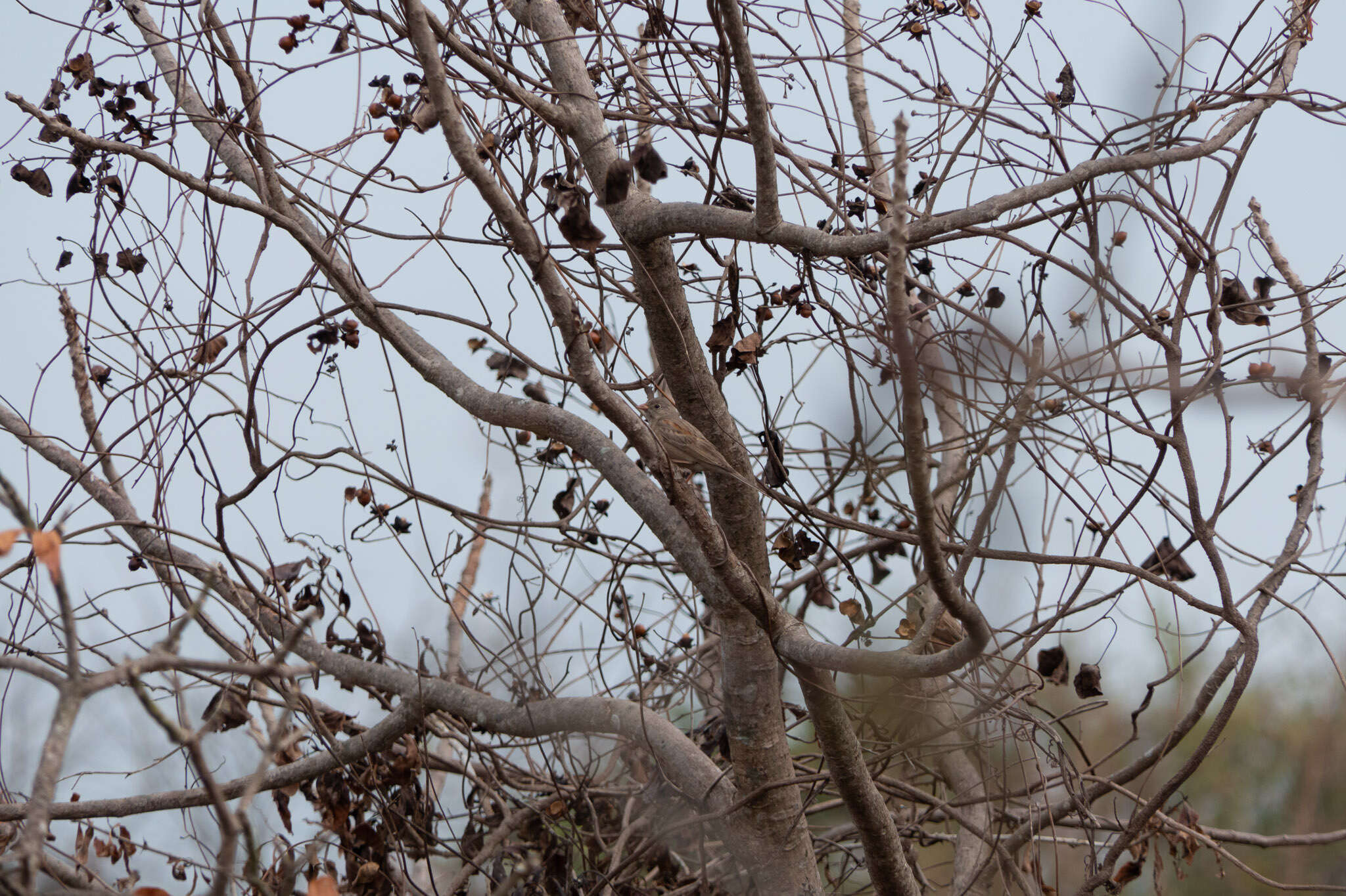 Image of Grey-necked Bunting