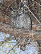 Image of Great Horned Owl