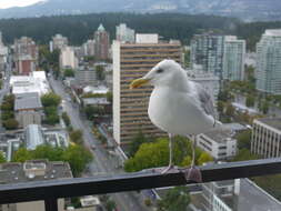 Image of Glaucous-winged Gull