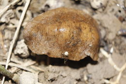 Image of <i>Leidyula floridana</i>