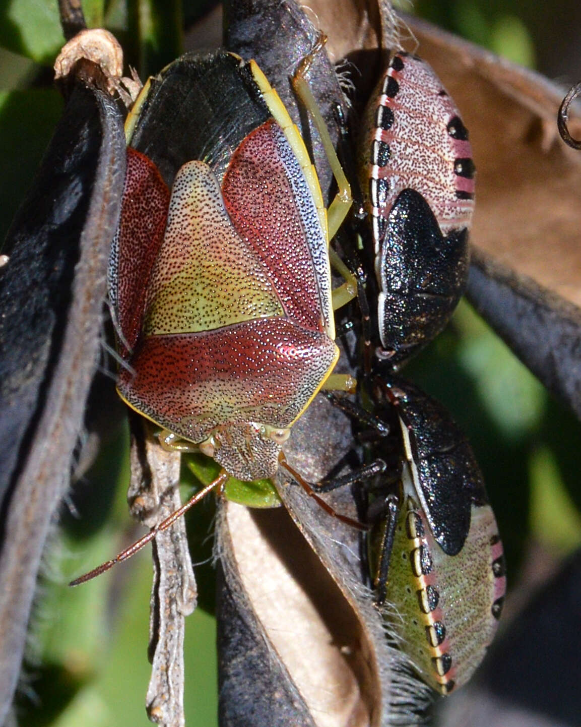 Image of Piezodorus lituratus (Fabricius 1794)