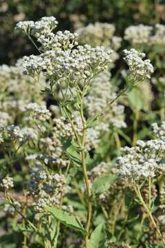 Image of American feverfew