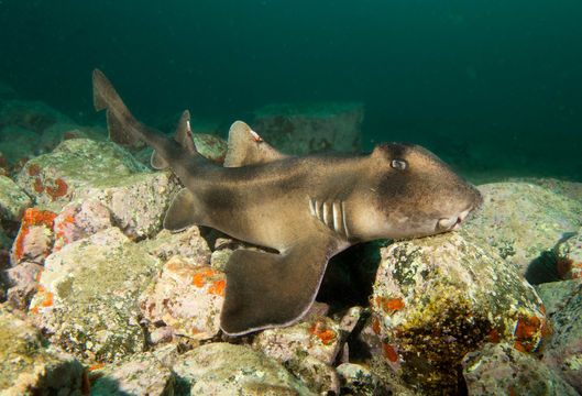 Image of Crested Bullhead Shark