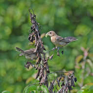 Image of Blue Grosbeak