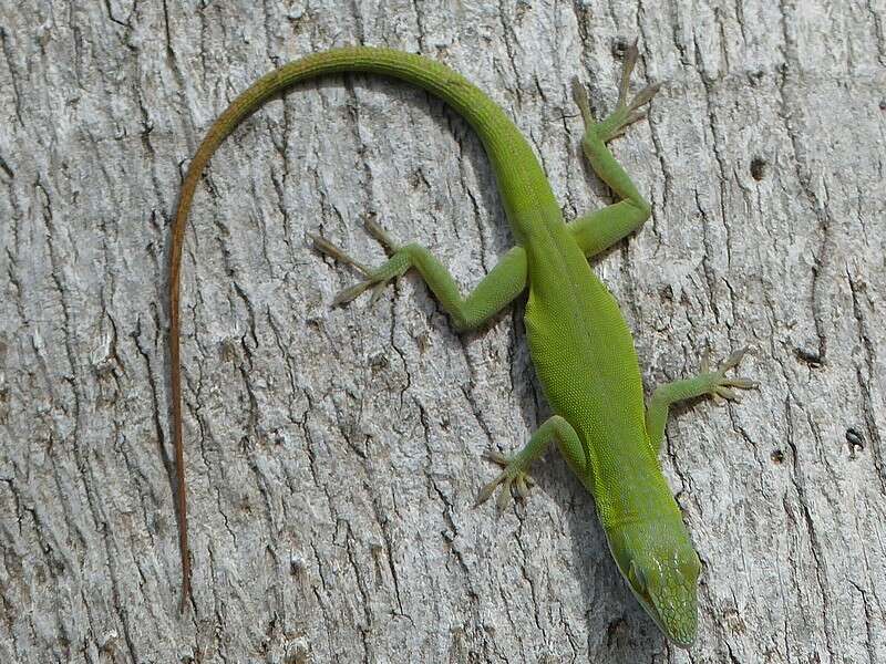 Image of Cuban green anole