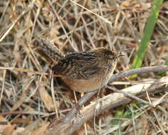 Image of Sedge Wren