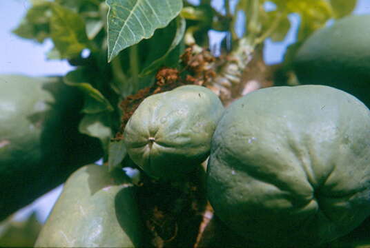 Image of Papaya ringspot virus