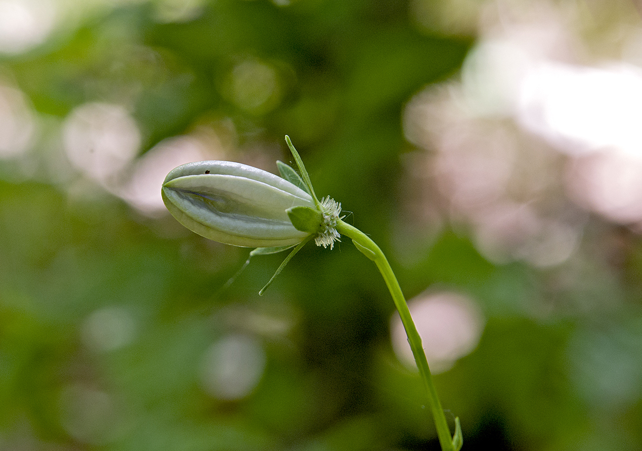 Image of <i>Campanula persicifolia</i>