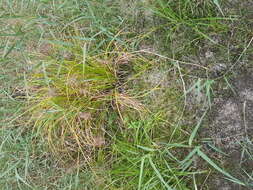 Image of Scirpus radicans Schkuhr