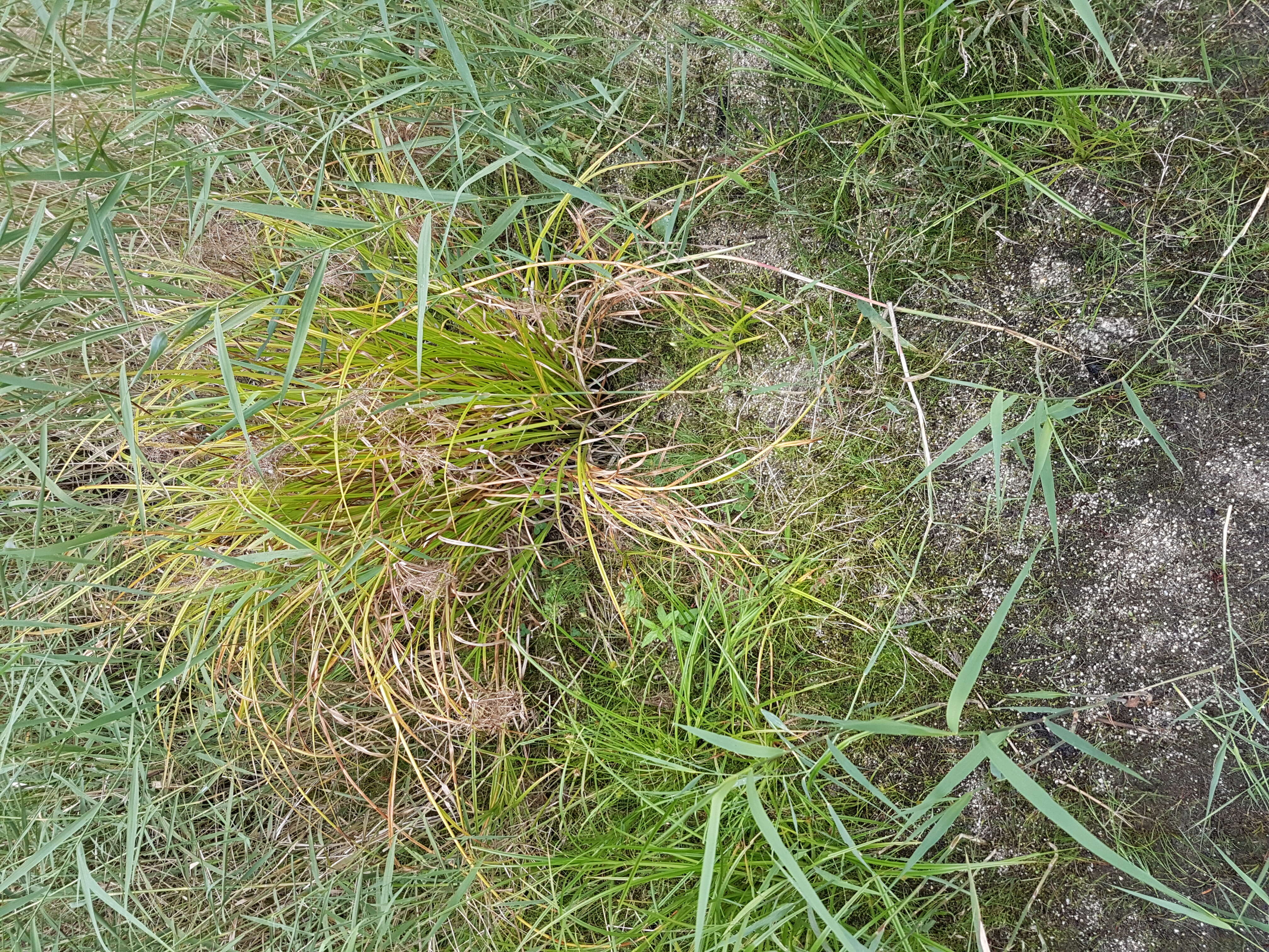 Image of Scirpus radicans Schkuhr