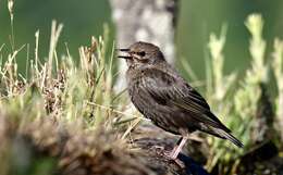 Image of Spotless Starling