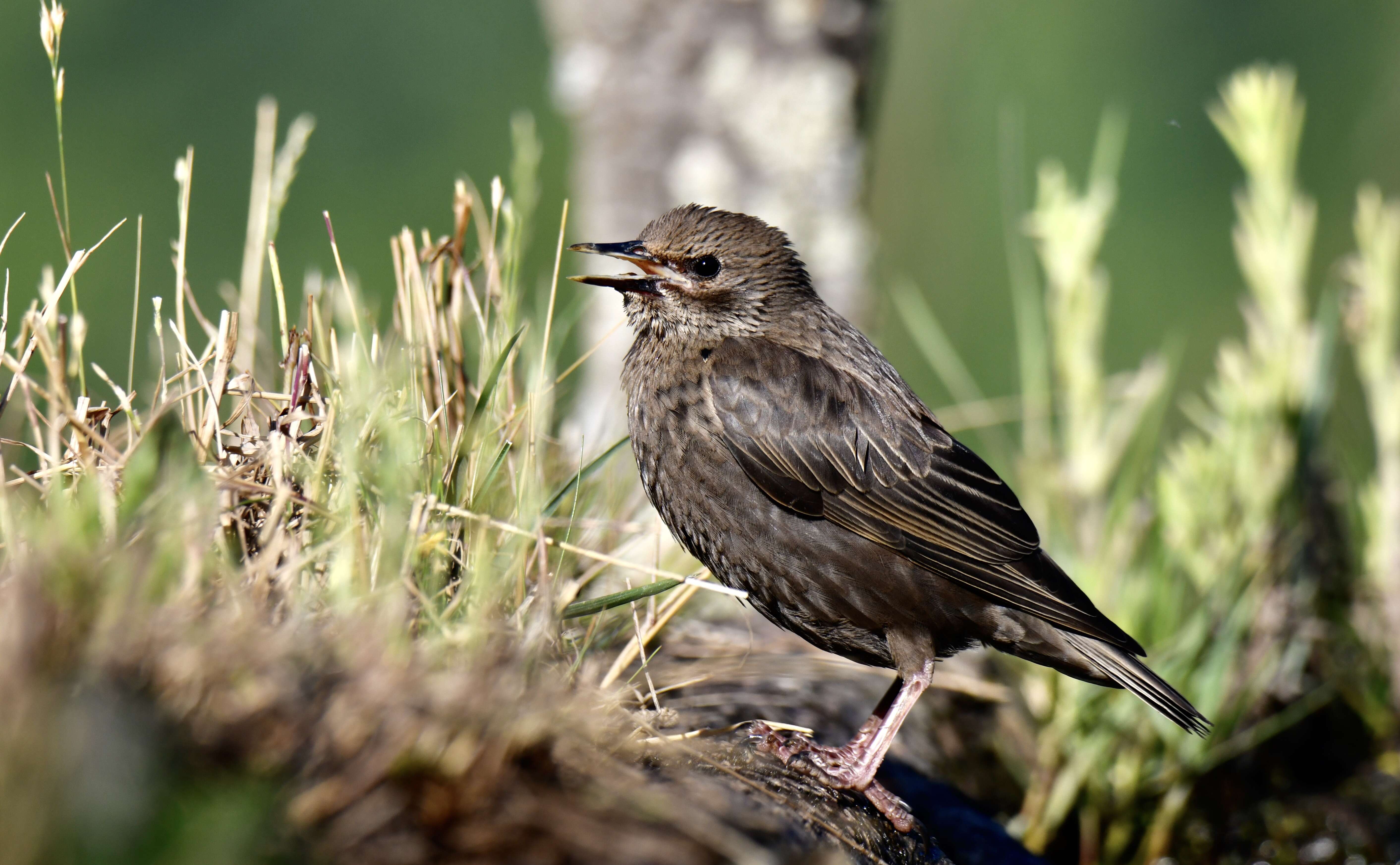 Image of Spotless Starling