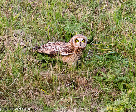 Image de Hibou des marais