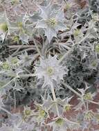 Eryngium maritimum L. resmi