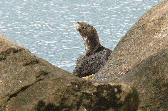 Image of Spotted-necked otter