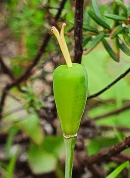 Image of Fritillaria conica Boiss.