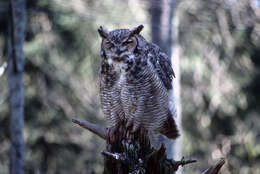 Image of Great Horned Owl