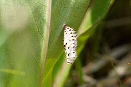 Image de Melitaea diamina