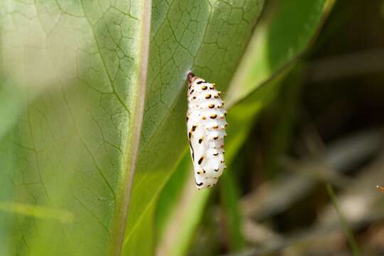 Plancia ëd Melitaea diamina