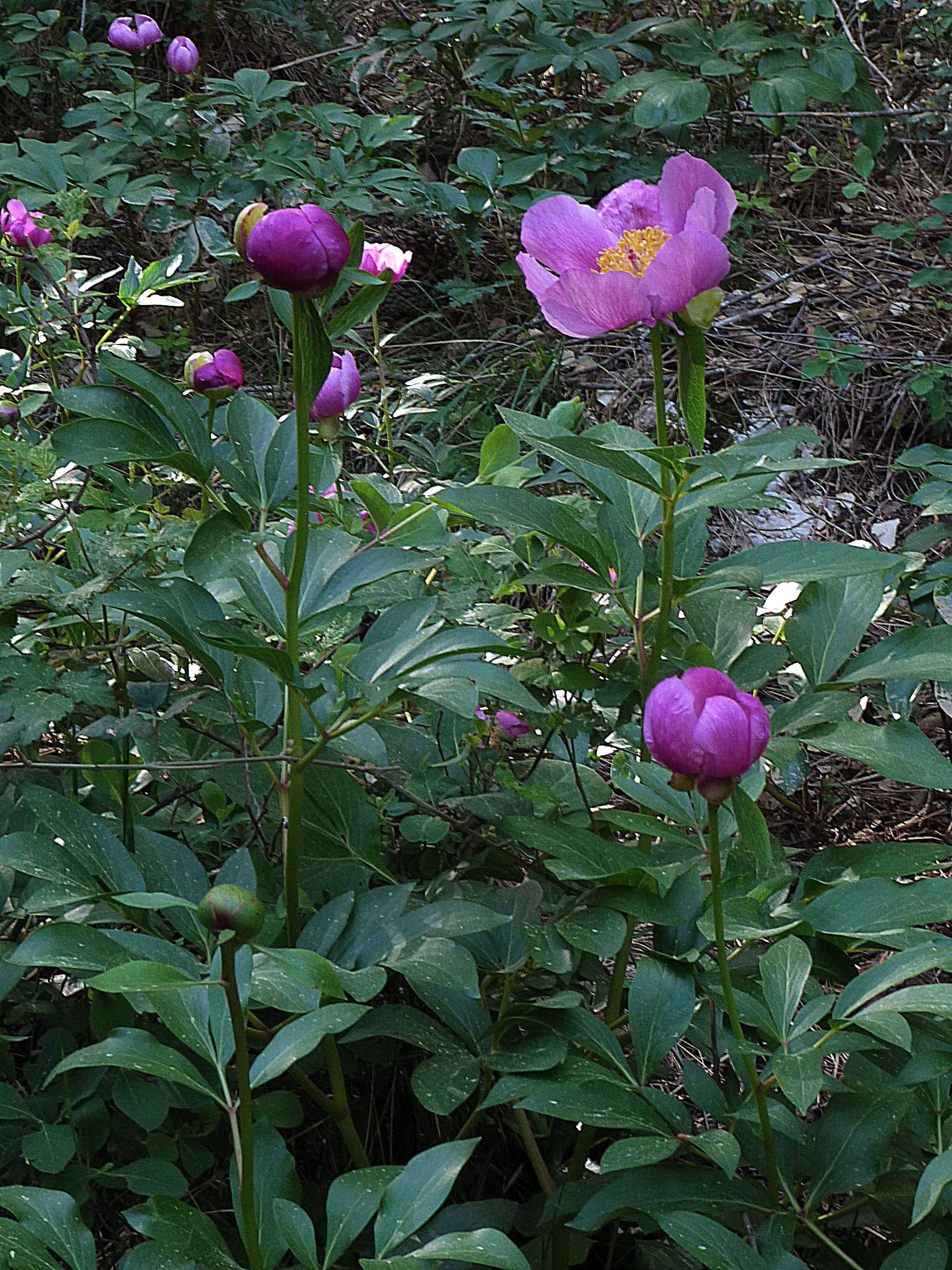 Image of Paeonia coriacea