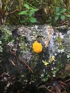 Image of Witches butter