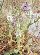 Image of simplebeak ironwort