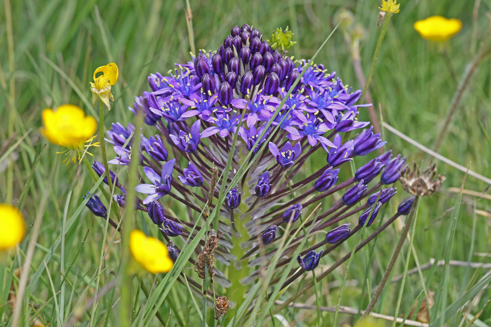 Imagem de Scilla peruviana L.