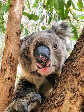 Image of koalas