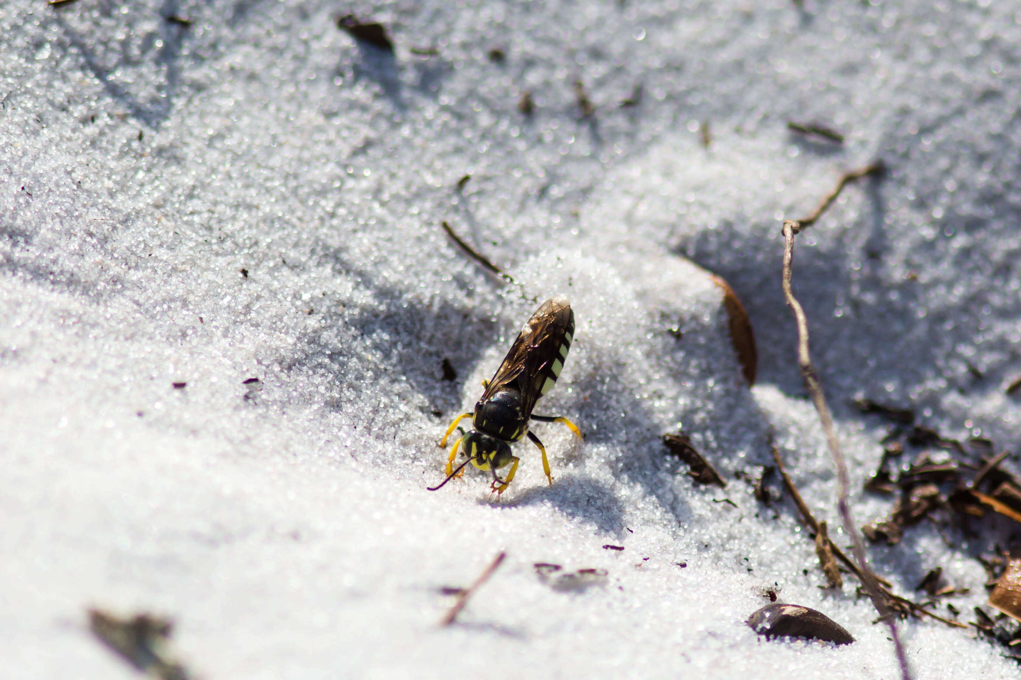 Image of Bicyrtes quadrifasciatus (Say 1824)