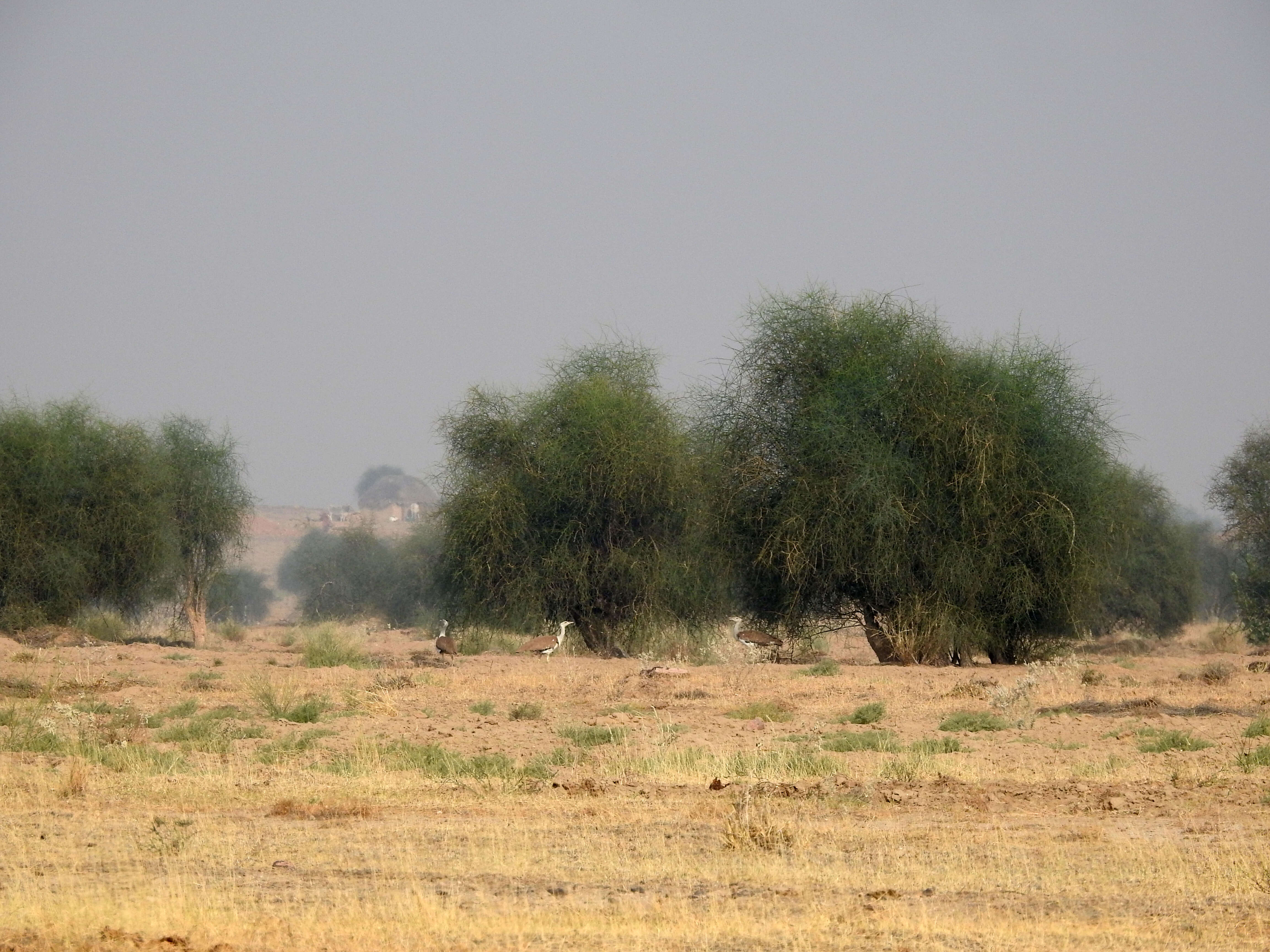 Image of Great Indian Bustard