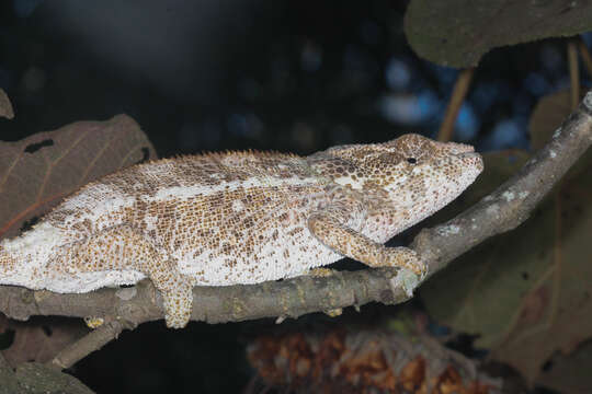 Image of Short-horned Chameleon