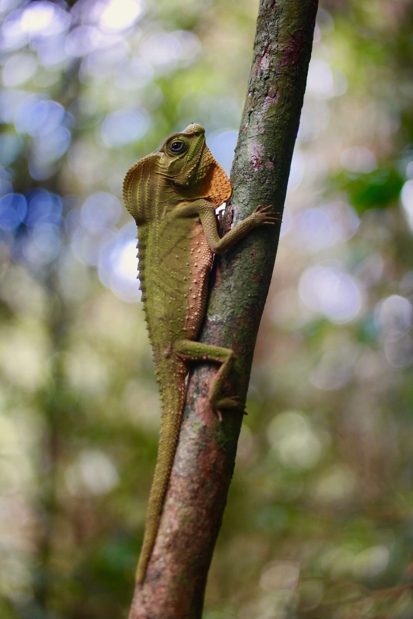 Imagem de Lyriocephalus scutatus (Linnaeus 1758)