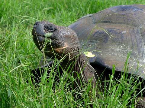 Image of Galapagos giant tortoise