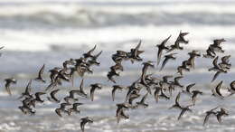 Image of Red-necked Stint