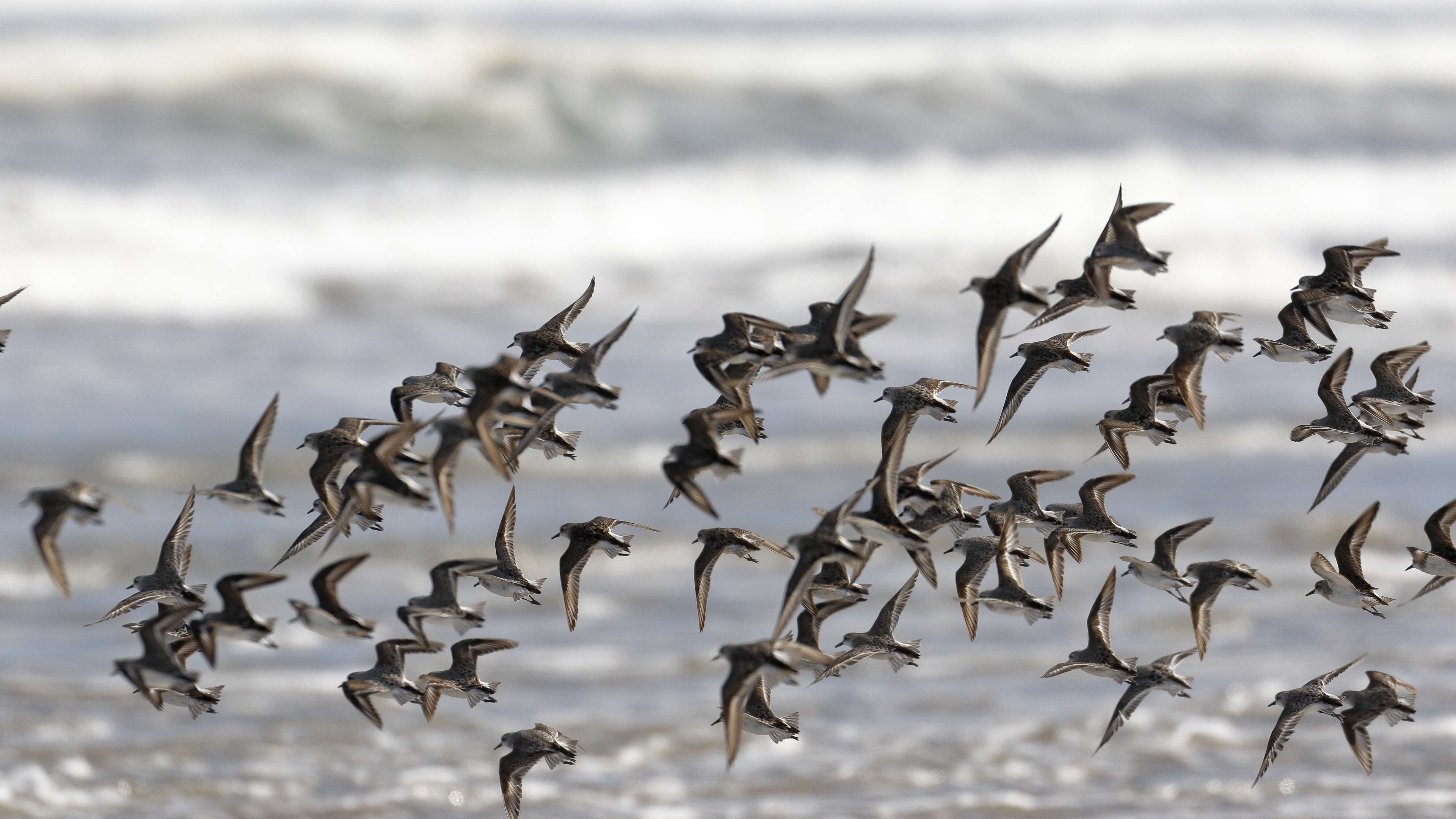 Image of Red-necked Stint