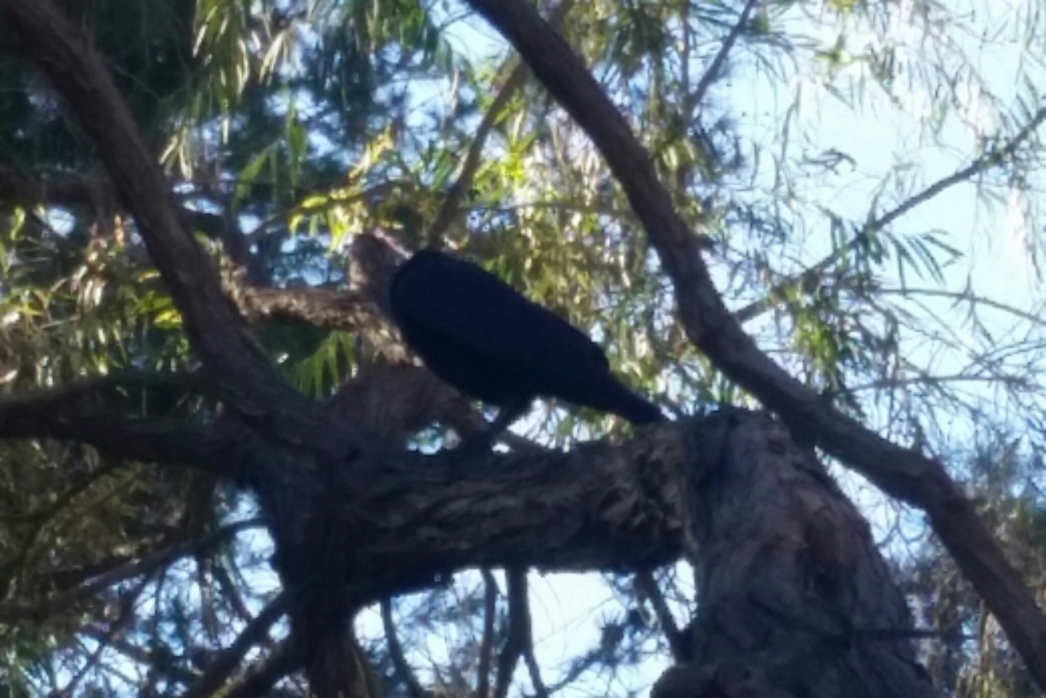 Image of American crow