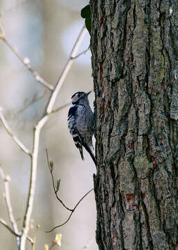 Image of Lesser Spotted Woodpecker