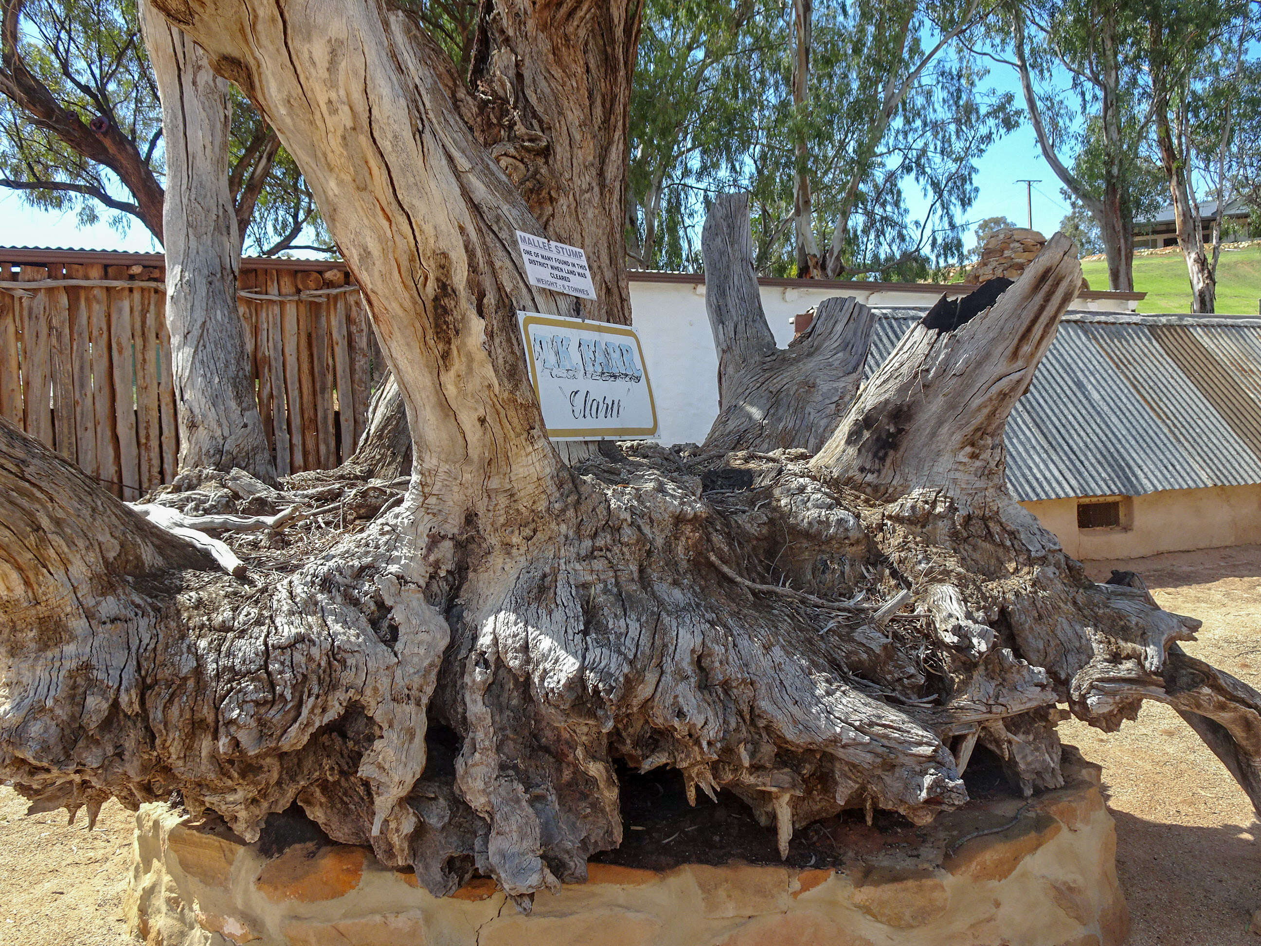 Image of Eucalyptus stricta Sieber ex Spreng.