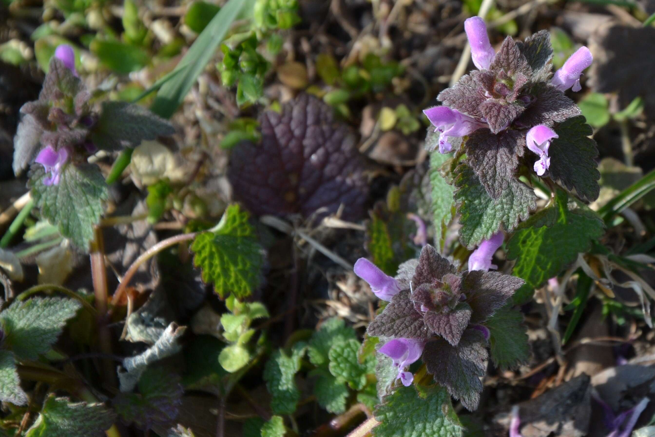 Image of purple archangel