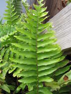 Image of Asian sword fern