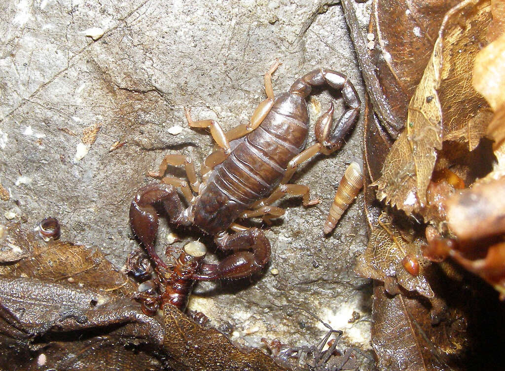 Image of Euscorpius carpathicus (Linnaeus 1767)